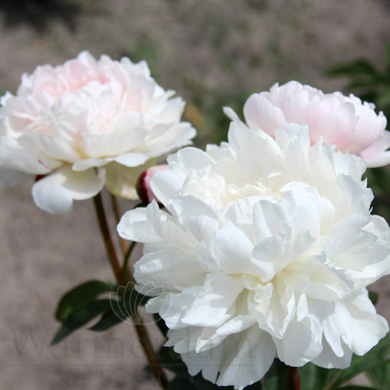 Heve PEONYペプラムBL ホワイト Heve ヘイヴ PEONYペプラムBL ホワイト